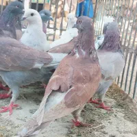 فروش ۱۲ کبوتر نر وماده|پرنده|دهدشت, |دیوار