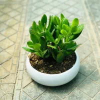 نیازمندضامن