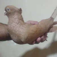 کبوتر دزدیه شده