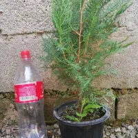 کاج سبز فشرده|گل و گیاه طبیعی|واجارگاه, |دیوار