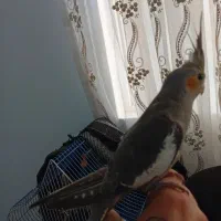 یک جفت عروس هلندی نرو ماده زیبا مفت|پرنده|املش, |دیوار