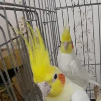عروس هلندی مولد