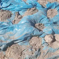 کاه لوبیای چیتی|حیوانات مزرعه|حسن آباد, |دیوار