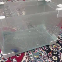 اکواریم خم شرکتی
