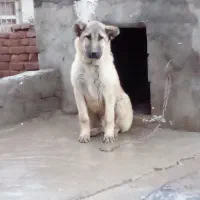 دوعدد توله نر و ماده اصیل۶ماهه