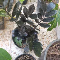 گلخانه نفس سبز|گل و گیاه طبیعی|خرمشهر, |دیوار