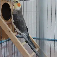 عروس هلندی|پرنده|میناب, |دیوار