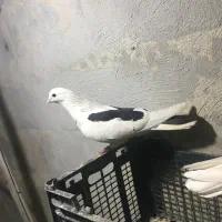 کبوتر