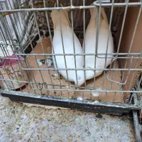 چند جفت  کفتر  عـالـی|پرنده|قم, باجک یک|دیوار