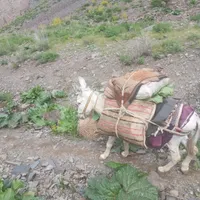 الاغ کوه باز