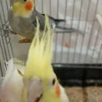 نو نو نو جدید زیبا