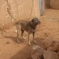 واگذاری سگ سرابی گله ای