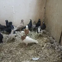 کفترهوایی|پرنده|شیراز, دارالرحمه|دیوار