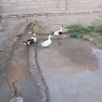 وردک|پرنده|قصرقند, |دیوار