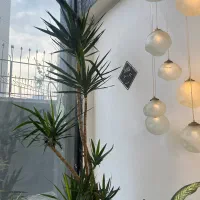 گل اپارتمانی (یوفکا،دیفن، نخل اریکه)
