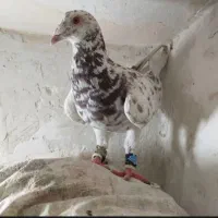 کفترسار هفرنگ کفتر بومب