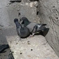 کبوتر پلاکی|پرنده|جیرفت, |دیوار