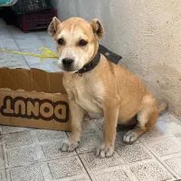 پیت بول+سرابی