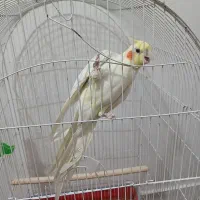عروس هلندی نر و قفس