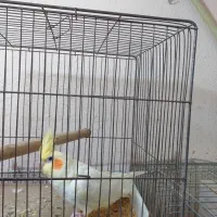 عروس هلندی و قفس و لونه