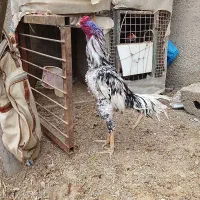 خروس لاری ترک افغان ۱ میدانه