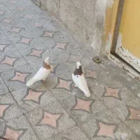 کبوتر طوقی|پرنده|امیدیه, |دیوار