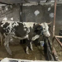 گاو سیمینتال اصیل یک هفته آبستن