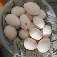 اکانت تخم بقلمون نطف دار