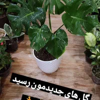 گلخونه محنا