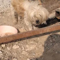 سگ پا کوتا ماده.|سگ|بشاریات, |دیوار