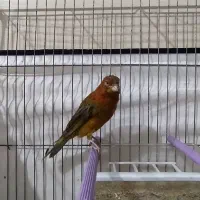 جفت قناری سرخ و کبالت|پرنده|شیراز, شهرک مهرگان|دیوار