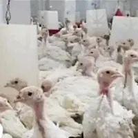 بوقلمون بیوتی ۲/۵ ماه