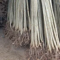 نهالستان ارقام با کیفیت لیبل دار|خدمات باغبانی و درختکاری|رومشکان, |دیوار