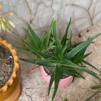 گل و کاکتوس