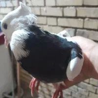 کله ای نر طوقی نر مست سیدی شیرازی