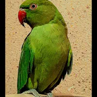 طوطی ملنگو برای فروش