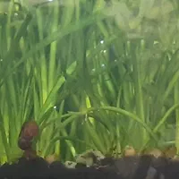 انواع گیاهان آکواریومی مقاوم و بدون نیاز به CO2|ماهی|تهران, گلستان (شهرک راه آهن)|دیوار