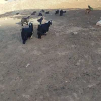 باسلام فروش بز .
