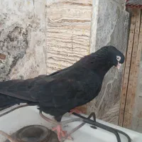 سیاه نر