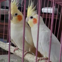 عروس هلندی|پرنده|دزفول, |دیوار