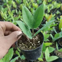 فروش گل زامیفولیازامفولیا