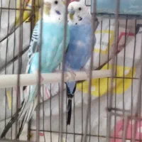 یک جفت مرغ عشق زییا