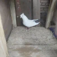 کبوتر|پرنده|آباده, |دیوار