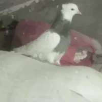 طوقی خفت واشری پابلند