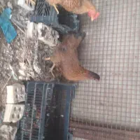 مرغ|حیوانات مزرعه|سوسنگرد, |دیوار