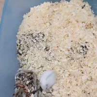 همستر مولد کمپل|موش و خرگوش|تهران, مهرآباد|دیوار