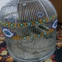 پرنده دو عدد به خون