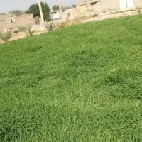 جو سبز برای دامدارن|لوازم جانبی حیوانات|سوسنگرد, |دیوار