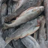 فروش عمده ماهی و میگو منجمد