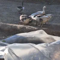 غاز چاق|حیوانات مزرعه|برزک, |دیوار